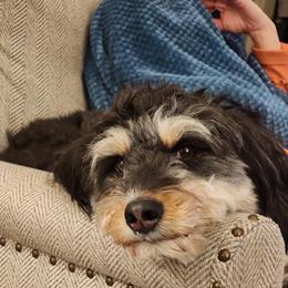 Bernie - Bernedoodle