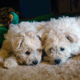 Pumi Puppies from Abiqua Pumik