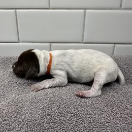 Girl 1 - female German Shorthaired Pointer puppy in White Salmon, Washington from Holding Hands Farm