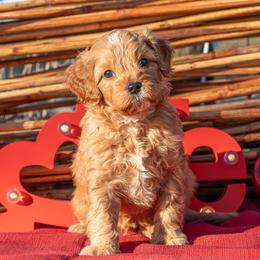 Buster - Apricot male Cavapoo puppy in Searcy, Arkansas from Clark County Cavapoos