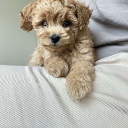 Kai - Apricot male Poodle puppy in Westminster, Colorado from Nastya