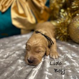 Lido - Red  male Goldendoodle puppy in Rockville, Minnesota from Bracha Poodles & Doodles