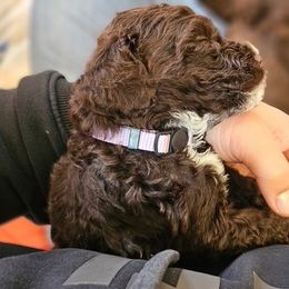 Girl 2 - Brown female Portuguese Water Dog puppy in Sonoma, California from Chien D’Eau Portuguese Water Dogs