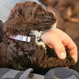 Girl 2 - Brown female Portuguese Water Dog puppy in Sonoma, California from Chien D’Eau Portuguese Water Dogs