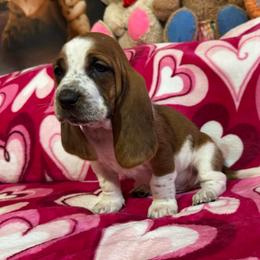 Lil Debbie - Mahogany and white female Basset Hound puppy in Pilot Mtn, North Carolina from Lowdown Love Basset Hounds
