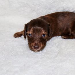 Romeo 2700 - Brindle male Dachshund puppy in Coldwater, Mississippi from Mississippi Shorties Miniature Dachshunds