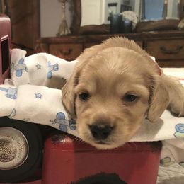 Dachshunds from Tiny Paws and Tails