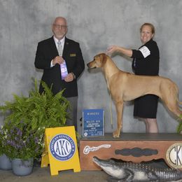 Rhodesian Ridgeback All Grown Up from Zanata Rhodesian Ridgebacks