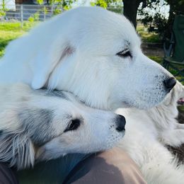 Great Pyrenees puppies from Polar Light Great Pyrenees