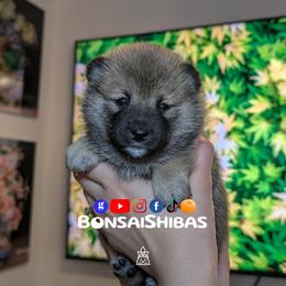 SACHI - Red female Shiba Inu puppy in Minnesota from BonsaiShibas