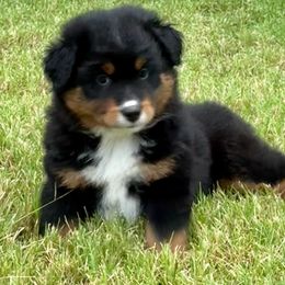 Miniature Australian Shepherd and Toy Australian Shepherd Puppies from Popparosa Toy & Mini Aussies