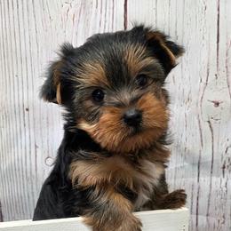 Boomer - Blue and gold male Yorkshire Terrier puppy in Monticello, Iowa from Ashley’s Puppies