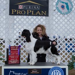 Ian - English Springer Spaniel