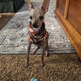 Chihuahua and Chinese Crested Puppies from Western Kentucky Chihuahua’s and Chinese Crested’s