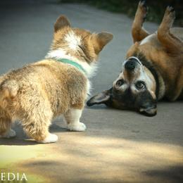 Pembroke Welsh Corgi Puppies from Rees Corgis