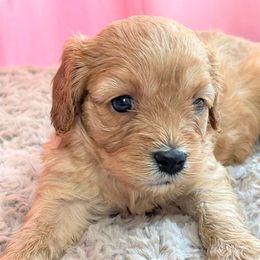 Cavapoo Puppies from Clearview Canines