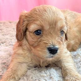 Cavapoo Puppies from Clearview Canines
