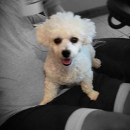 Bernice - Bichon Frise