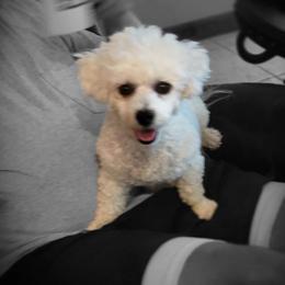 Bernice - Bichon Frise