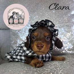 Clara Peach - Chocolate and tan female Dachshund puppy in Mt. Sterling, Kentucky from Decadent Doxies of KY