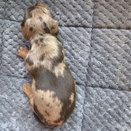 Penne - Dapple female Dachshund puppy in Arizona from Tps Teeny Weins