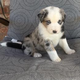 Jasper - Blue merle male Australian Shepherd puppy in Cypress, Texas from Cypress Aussies