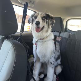 Luke - Blue merle Australian Shepherd puppy in Rockford, Illinois from Andover Aussies