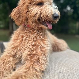 Guava - Apricot Goldendoodle puppy in Fort Worth, Texas from Shapa Breeding