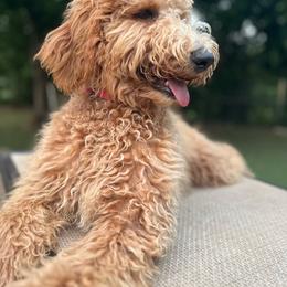 Guava - Apricot Goldendoodle puppy in Fort Worth, Texas from Shapa Breeding