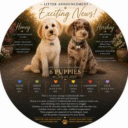 Goldendoodle puppies from Angel Pups Deluxe