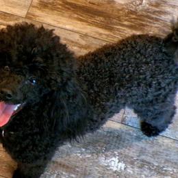 Labrador Retrievers and Poodles from Scenic hills kennels