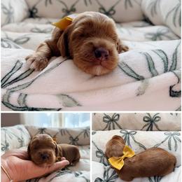 Rubble - Red male Australian Labradoodle puppy in Summerfield, North Carolina from Four Oaks Labradoodles