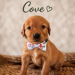 Cove - Dark golden male Golden Retriever puppy in San Bernardino, California from Thegoldendreams1