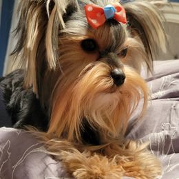 Morkies and Yorkshire Terriers from Northern Colorado Yorkies