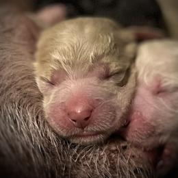 Boy 3 - Apricot male Goldendoodle puppy in Kansas City, Missouri from Beary GoldenDoodles