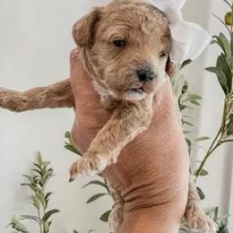 Polar - Red  female Poodle puppy in Pleasant Grove, Utah from Destination Doodles