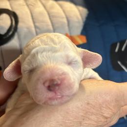 Frosty - Silver male Cockapoo puppy in Crawford, Colorado from Saddle Mountain Doodles