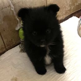 Boy 1 - Pomeranian puppy from Maxi’s Poms, LLC