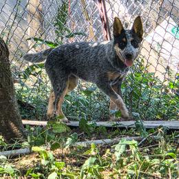 Lillith - Blue female Australian Cattle Dog puppy in Nevada City, California from Reaver Australian Cattle Dogs