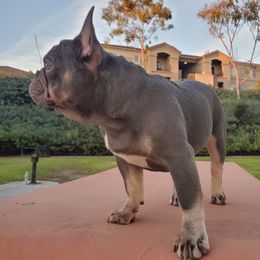 French Bulldog Puppies from Quality Control Frenchies