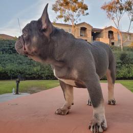 French Bulldog Puppies from Quality Control Frenchies