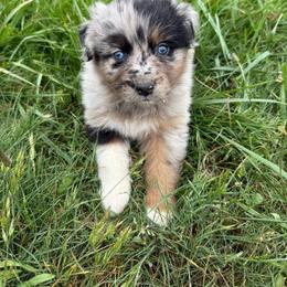 Spur - Blue merle male Australian Shepherd puppy in Otis, Oregon from Heritage Hill Aussies