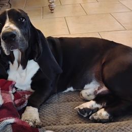 Rocky - Basset Hound