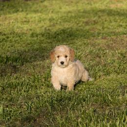 Australian Shepherd, Goldendoodle, and Poodle Puppies from 5AFarms
