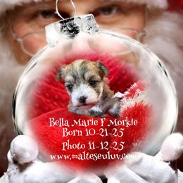 Bella Marie - White and lemon female Maltese puppy in Silverhill, Alabama from Malteseuluv’s Tiny Treasurers