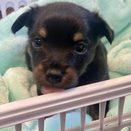Prague Ratter Puppies from North Star Gem’s Prague Ratters