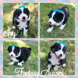 Ivy - Black tri-color female Australian Shepherd puppy in Anna, Texas from Fantasy Pomeranians & Fantasy Aussies