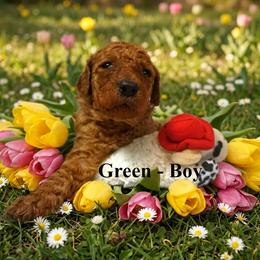 Boy 2 - Red  male Poodle puppy in Mc Henry, Illinois from Sunset Maple Poodles