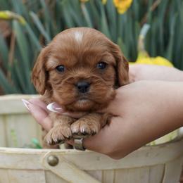 Liza - Ruby female Cavalier King Charles Spaniel puppy in Lula, Georgia from Cavaliers by Crumley