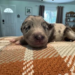 Australian Shepherd and Miniature American Shepherd Puppies from Autumn Fall Aussies